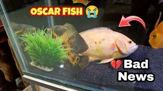 My 4yr Tiger Oscar and Albino Oscar are Dying?💔😭|Nikhil Patle #oscarfish #petsvlog #fishlover #fish