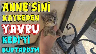 YAVRU KEDİNİN EVİNE KAVUŞMA ANI 😻 the moment of meeting the kitten's house