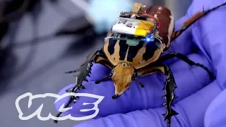 Singapore's Remote-Controlled Cyborg Insects