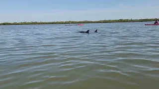 kayaking with dolphins!