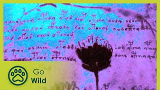 The Voynich Code - The Worlds Most Mysterious Manuscript - Go Wild
