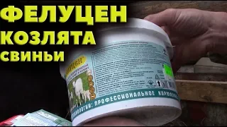 Лизунцы фелуцен козам. Новые козлята. Свиньи на продажу