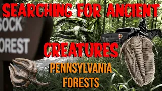 How to find Ancient Fossils in Pennsylvania Forests