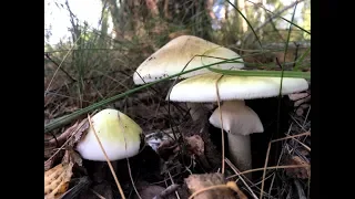 БЛЕДНАЯ ПОГАНКА Amanita phalloides. Как выглядит Бледная поганка и где растет?