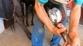 She burst out in pain! This is what happens when you don't clean your horse's hooves