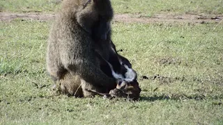 Baboon hunt and kill baby gazelle