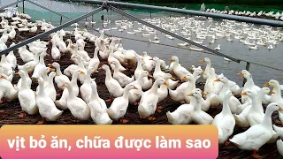 Vịt ngan bỏ ăn chữa được không? Cách xử lý hiệu quả 3 đàn bị bệnh