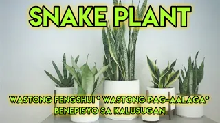 Ang KUMPLETONG GABAY sa TRENDING na SNAKE PLANT!- FENGSHUI, HEALTH BENEFITS At iba pa!