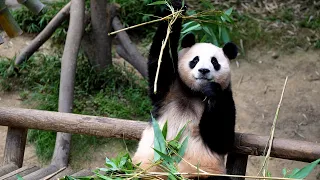 Baby panda Fubao is more than a superstar in Korea