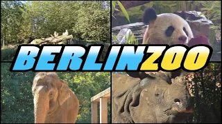 ZOO BERLIN - Zoologischer Garten Berlin - Germany |4k|