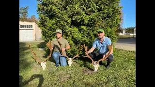 Fallow buck hunt in Poland 2022 | Dovhjort jakt i brunsten | Damhirsch im brunst | Dåhjorte jagt