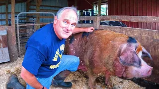 Our Sow is HUGE! Getting Ready for Piglets