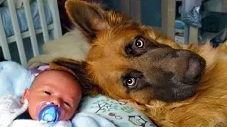 Dog Loves Baby | Funny Dog Babysitting And Protect Baby Moments