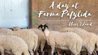 A day at Farma Pafylida, Chios Island