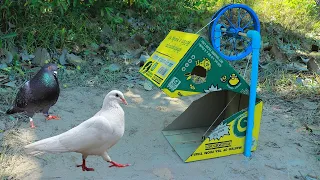 New Creative Bird Trap - Creative Pigeon Trap Using Cardboard Working 100%