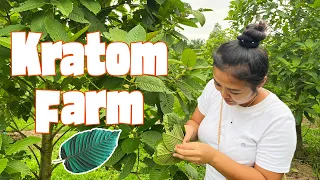Visiting a Kratom Farm in Southern Thailand