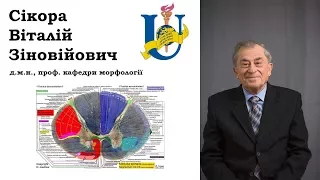 2.  Анатомія спинного мозку.  Внутрішня будова.  проф.  Сікора В. З.