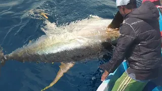 How to Handline Fishing tuna - Fishermen Catching Giant Tuna on The Sea