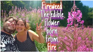 Fireweed The Phoenix Of Flowers 🔥Facts, Uses, History & Ivan Chai Tea Recipe (rosebay willowherb)