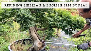 Refining Siberian & English Elm Bonsai