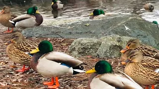 Ducks, Water Birds of North America | Mallard Duck Sounds | Beautiful Waterfowl | Duck Sounds