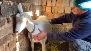 Вздулся ( тимпания ) живот у козы. Остановка рубца 🐐