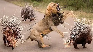 Top 10 Animals Can’t TAKE DOWN PORCUPINE Too Danger  Porcupine vs Lion, Python, Leopard, Impala