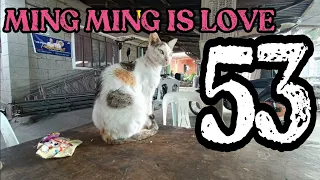 MING MING MY ADOPTED CAT SHE IS GETTING BETTER NOW | VLOG 53