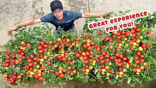 How To Grow Tomatoes All Year Round Without Much Soil? The Secret Is Here!