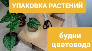 УПАКОВКА РАСТЕНИЙ /КАК ОТПРАВИТЬ ЦВЕТЫ ПОЧТОЙ РОССИИ / ПОДГОТОВКА