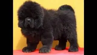 Тибетский мастиф  Щенки тибетского мастифа  Tibetan Mastiff  Tibetan mastiff puppies