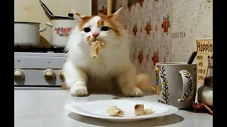 Cat and food! Hidden camera! The cat is a thief. Part 2.