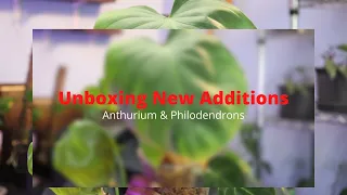 North Shore Tropicals Unboxing Anthurium & Philodendrons.