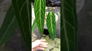 pesona tanaman hias (anthurium waroqueanum)