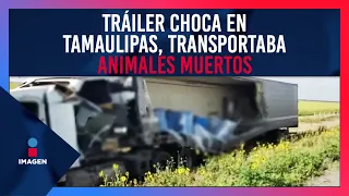 Tráiler choca en Tamaulipas, transportaba perros y gatos muertos | De Pisa y Corre