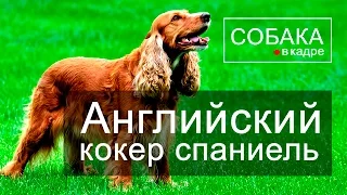 Английский кокер спаниель. Энциклопедия пород собак.