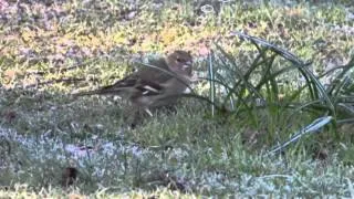 Vögel - Blässhuhn & Buchfink (Fulica Atra & Fringilla Coelebs)