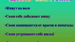 Развитие речи. Дикие животные. ГПП Солнышко