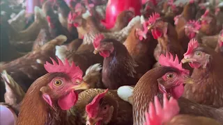 Cuál es el MEJOR ALIMENTO para las gallinas ponedoras?