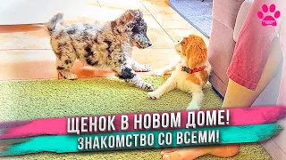 Щенок попал в НОВЫЙ ДОМ! Первые минуты! ЗНАКОМСТВО с семьей и с другими собаками!