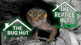 The Bug Hut and The Reptile Hut (Essex)