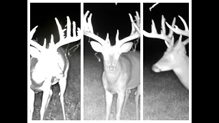 176" Buck POACHED 40 YARDS AWAY - The Story of "Swagger"