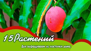 Какие растения можно вырастить из косточки в домашних условиях