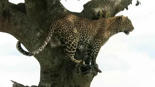 Leopard on a tree at Maasai Mara National Reserve, Kenya