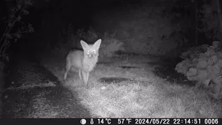 TrailCam 22/5/24 Essex Garden