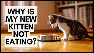 Why Is My New Kitten Not Eating?