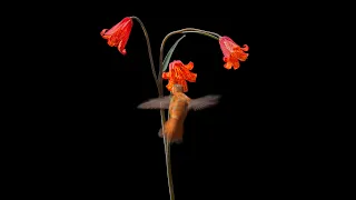 A Stunning Visual Tour of Native Wildflower Meadows, Webinar with Daily Acts