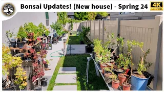 Bonsai Updates - Spring 2024