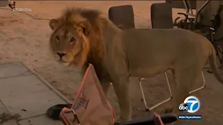 Wild lion walks into family's campout while on African safari