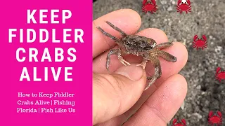 How to Keep Fiddler Crabs Alive | Fishing Florida | Fish Like Us